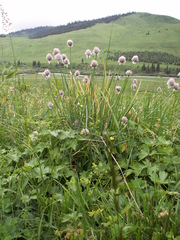 Allium karelinii