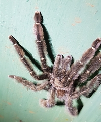 Psalmopoeus reduncus