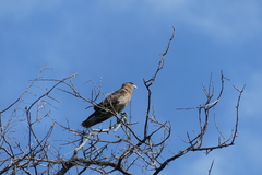 Daptrius chimango chimango