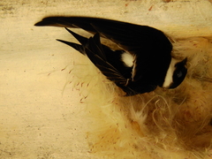 Panyptila cayennensis