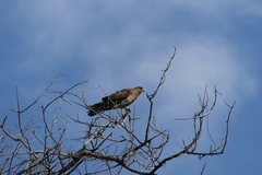 Daptrius chimango chimango