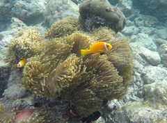Amphiprion nigripes