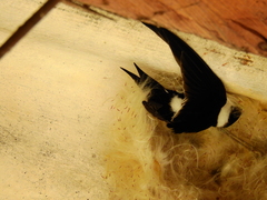 Panyptila cayennensis