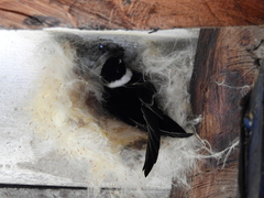 Panyptila cayennensis