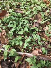 Erythronium americanum