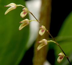 Specklinia