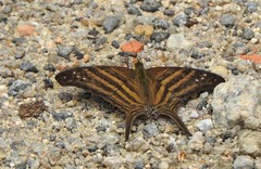 Marpesia chiron