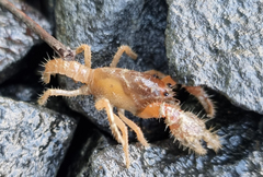 Engaeus hemicirratulus