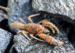 Engaeus hemicirratulus