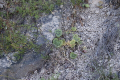 Pelargonium articulatum