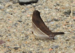 Marpesia chiron