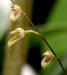 Specklinia