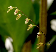 Specklinia