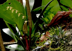 Specklinia