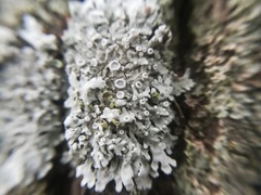 Physcia aipolia image