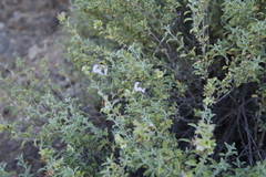 Salvia dentata