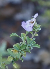 Salvia dentata