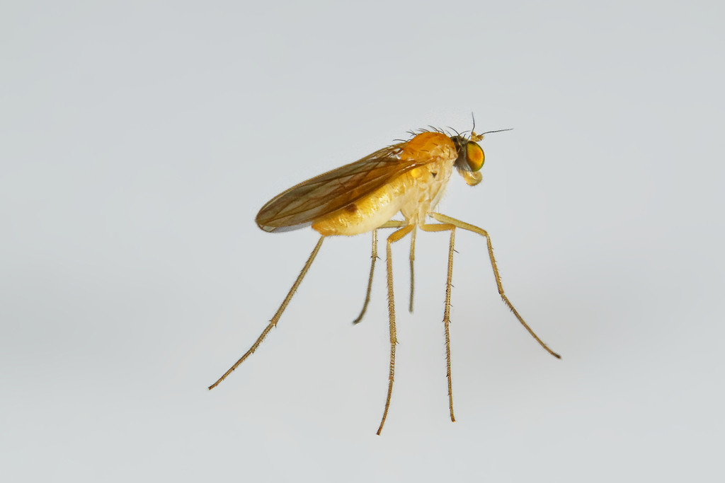 Xanthochlorus helvinus