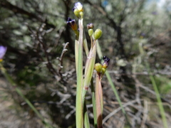 Sisyrinchium idahoense