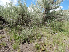 Sisyrinchium idahoense