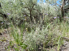 Sisyrinchium idahoense