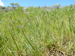 Sisyrinchium idahoense