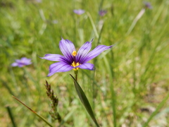 Sisyrinchium idahoense