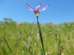 Sisyrinchium idahoense