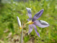 Sisyrinchium idahoense