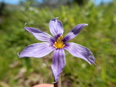 Sisyrinchium idahoense