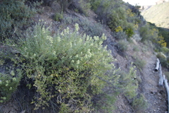Salvia dentata