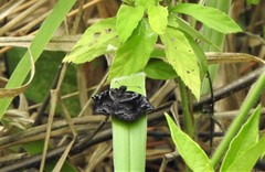 Helias phalaenoides