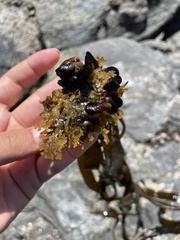 Semimytilus patagonicus