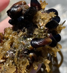 Semimytilus patagonicus