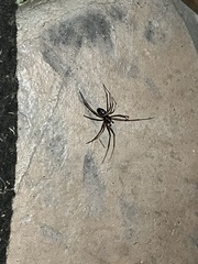 Araneae