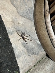 Araneae