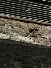 Araneae