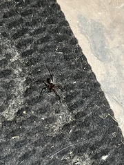 Araneae