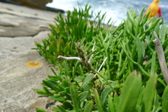 Plantago maritima maritima
