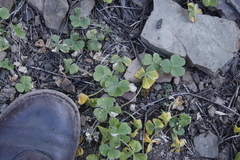 Oxalis lasiorrhiza