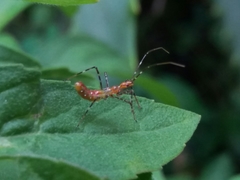 Reduviidae