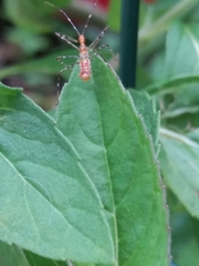 Reduviidae