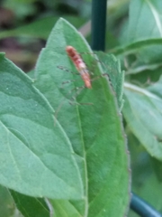 Reduviidae