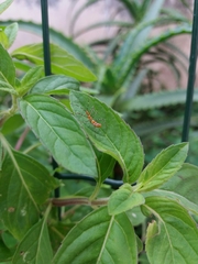 Reduviidae