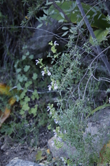 Salvia dentata