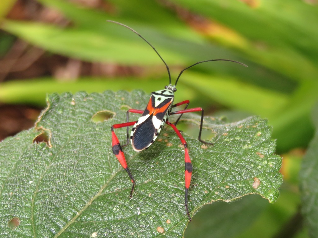 Stenoscelidea
