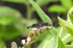 Helias phalaenoides