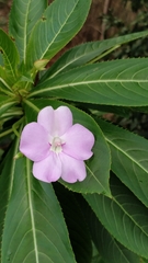 Impatiens sodenii image