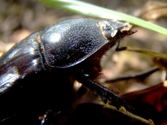 Heterogomphus dilaticollis