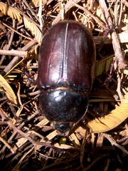 Heterogomphus dilaticollis